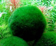 nano cladophora x 4 mini boules anti nitrates  plante crevettes moosball