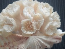 corail blanc Euphyllia