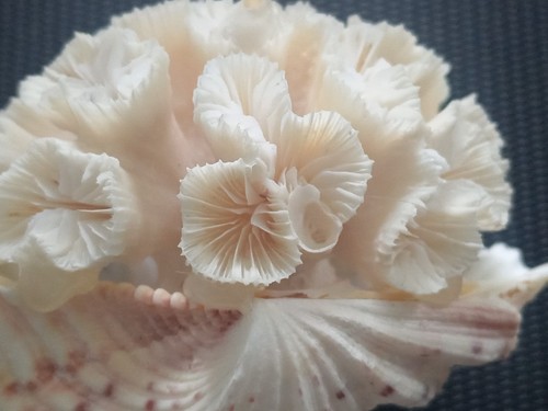 Corail blanc euphyllia - blanc,