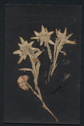 Carte postale fleurs - postale, de