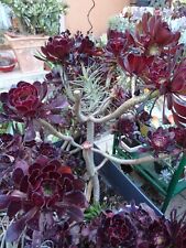 plantes  aéoniums ,a planter lot 2 qualités  avec beaucoup de  rosaces+supplémen