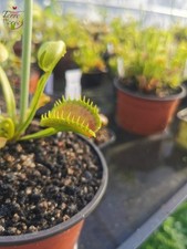 Dionaea muscipula -- "GJ Nosferatu"  / VFT Venus flytrap