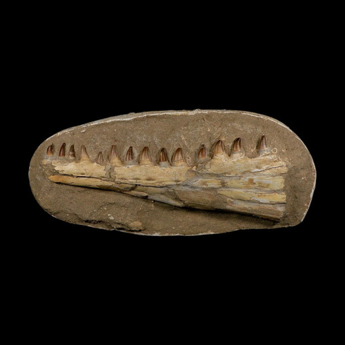 Mosasaur prognathodon - 18",