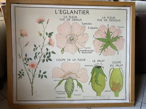 Rare ancienne affiche - affiche, école