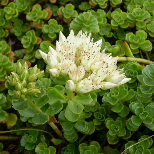 Sedum spurium orpin bâtard - sedum,