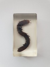 Insecte inclusion résine -