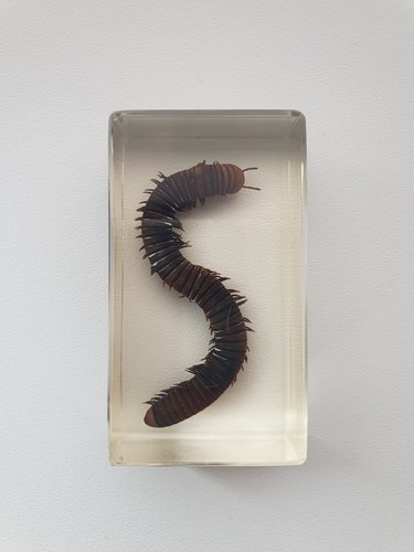 Insecte inclusion résine - ,