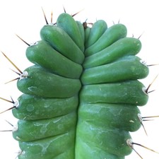 Cereus peruvianus form