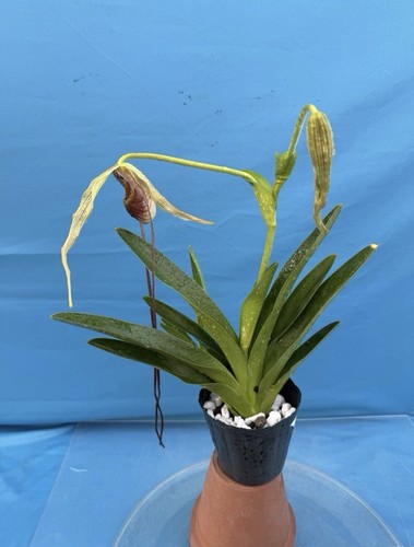 Phragmipedium humboldtii