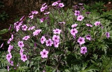 4 graines de GERANIUM DE MADERE(Geranium maderense)E132 MADEIRA CRANESBILL SEEDS