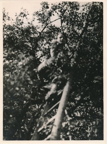 Femme arbre échelle visage - arbre,