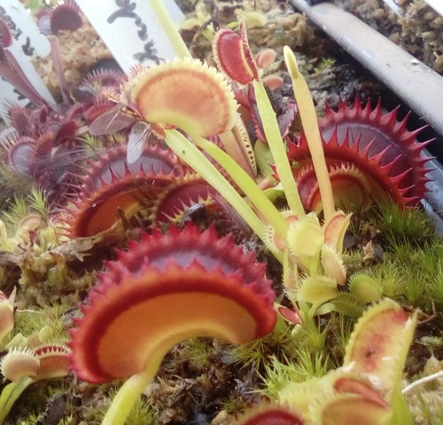 Lot plantes carnivores