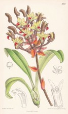 Eria Tomentosa Orchidée Du Vietnam Fleur Botanique Lithographie Curtis 8662