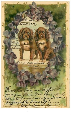Chiens chiots teckel - chiens.n°25.chiots,