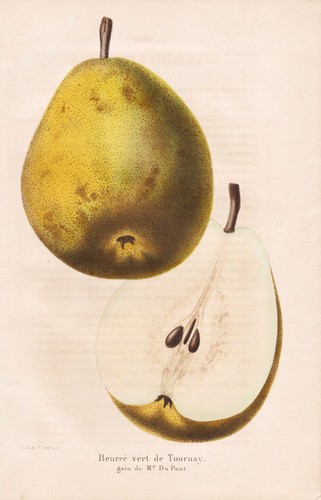 Beurre poire birne pear - poire,
