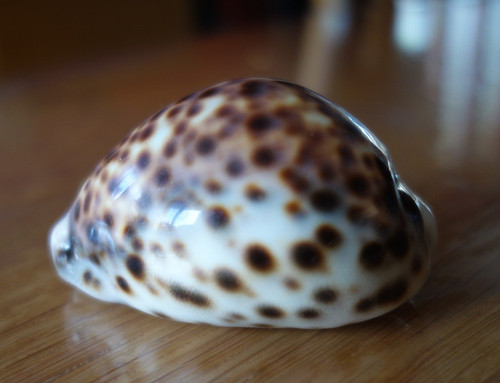 Cypraea tigris coquillage - cypraea,