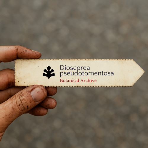 Dioscorea pseudotomentosa