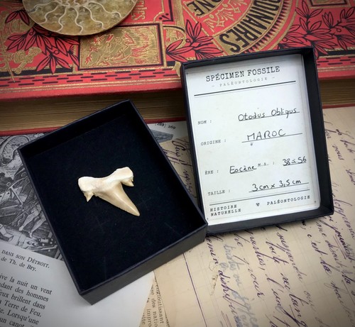 Dent requin fossile - dent,