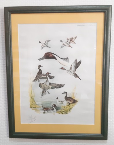 Gravure animalière