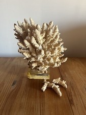 White Coral Bouquet 