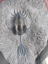 454g. Walliserops Trifurcatus
