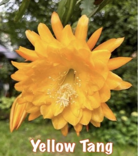 Epiphyllum yellow tang - epiphyllum,