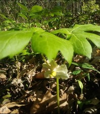 12 Fresh Mayapple Rhizomes