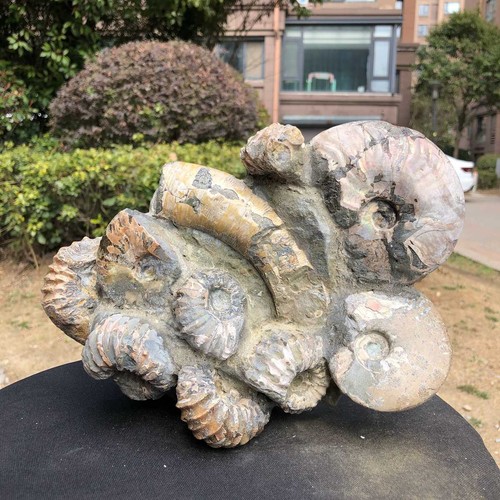 88lb rare natural - 6.88lb,