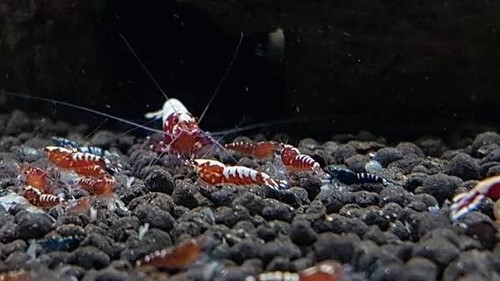Lot crevettes galaxy red - galaxy,
