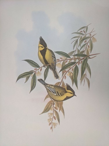 1969 oiseau imprimé jaune - 1969,