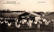 CPA Elevage de Motel -