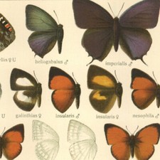 Adalbert Seitz Papillon Ogyris Chrysophanus - Lithographie Entomologie