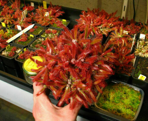 Drosera ascendens 10 graines - 10,