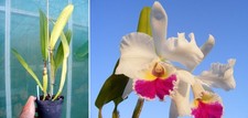 Cattleya chian tzy lass - cattleya, (blc)
