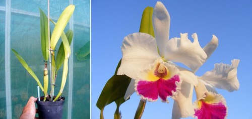 Cattleya chian tzy lass - cattleya, (blc)