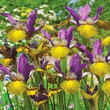 Bulbes d'iris hollandais bulbes fleurs Iris Picasso 5 pcs