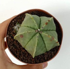 Astrophytum myriostigma var