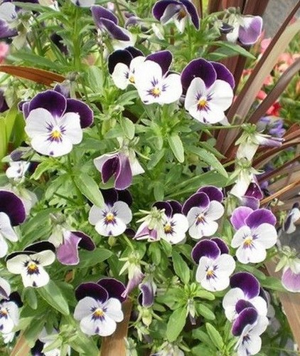 Violette cornue blanc - cornue, 'blanc
