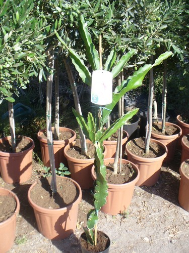 Fruit dragon hylocereus - fruit,