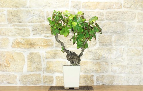 Bonsaï vigne - vigne, (107)