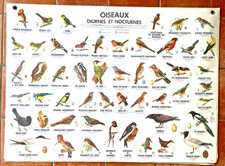 AFFICHE SCOLAIRE MDI - OISEAUX DIURNES ET NOCTURNES - 1974 - 91 X 125 CM