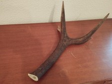 BOIS MUE CERF 57CM COUTELLERIE CHIEN