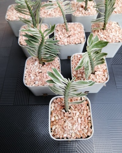 Très rare euphorbia - très,