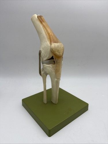 Somso ns50 functional knee - somso,