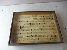 Ancienne vitrine / cadre sous verre, entomologie, insectes