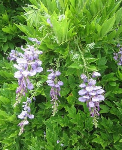 Glycine chine wisteria - glycine, 'wisteria