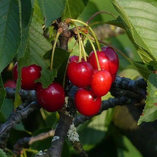 Cerisier régina prunus - -,