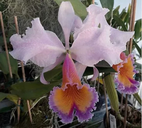 Cattleya zephyr dowiana x - cattleya,