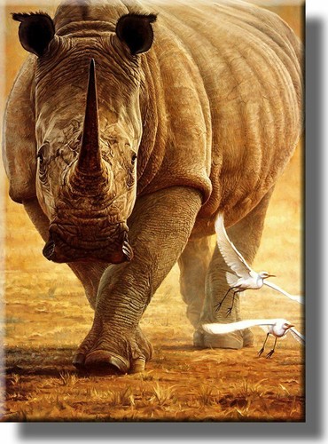 Rhino wildlife safari - rhino, picture