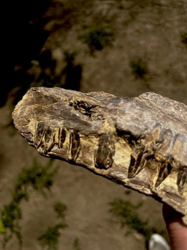 Young mosasaur upper - young,